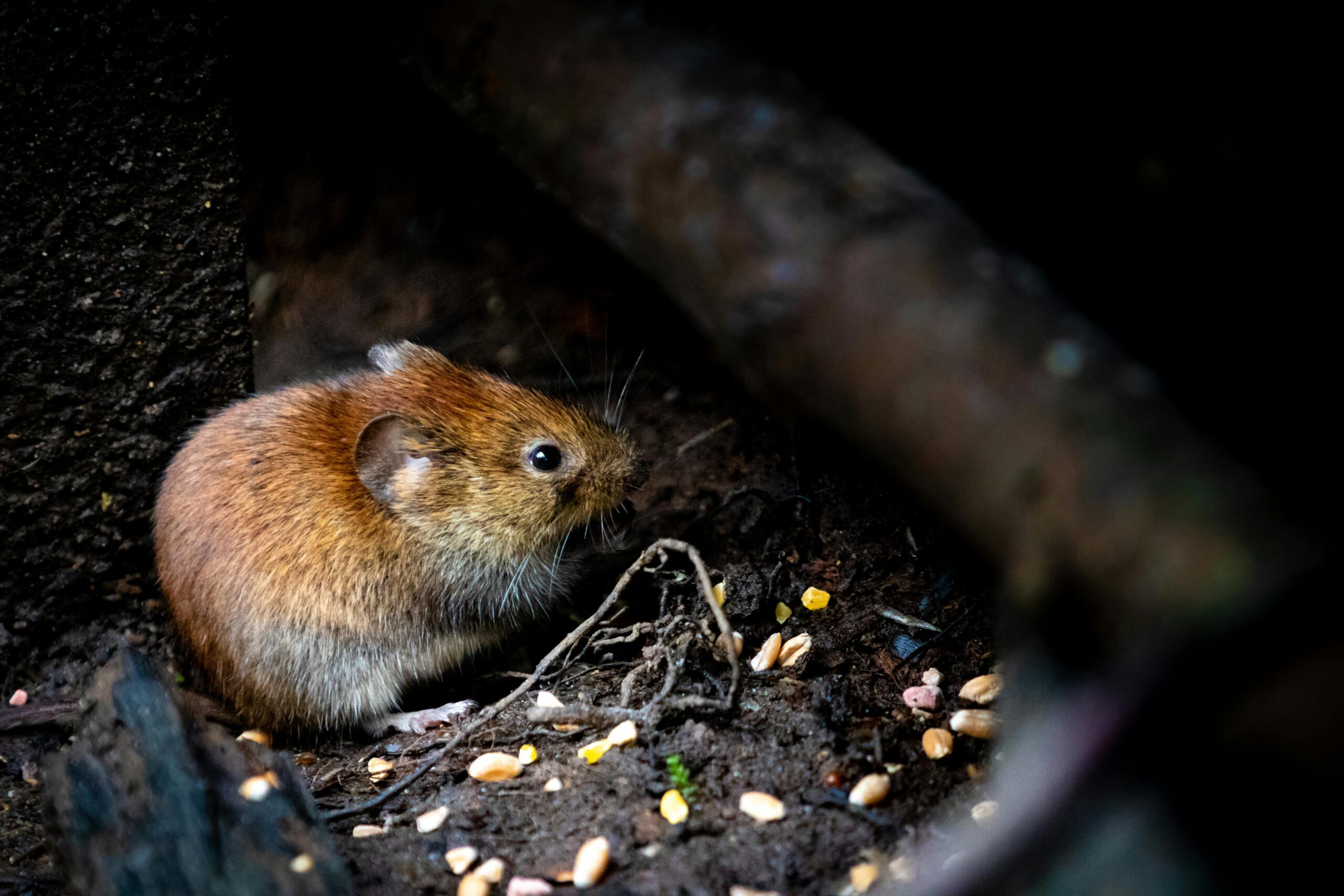 Ironchess SEO + Marketing Unveils Social Media Pest Control Strategies
